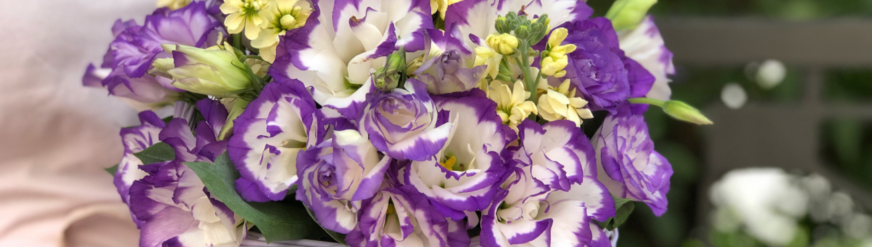 Топ-5 кольорів, які можна та потрібно сіяти в грудні-січні