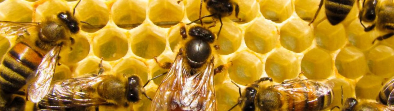 Бджоли-міські мешканці освоюють великі міста у Польщі