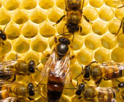 Бджоли-міські мешканці освоюють великі міста у Польщі