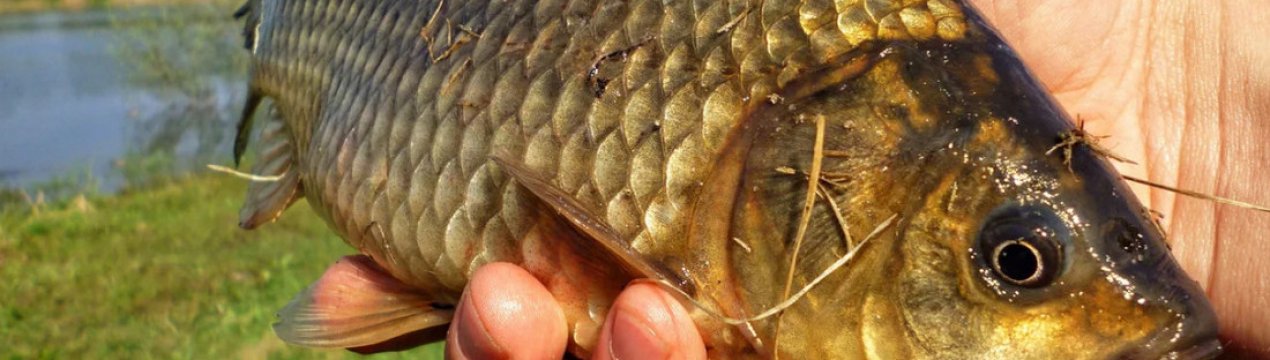Як ловити карася восени