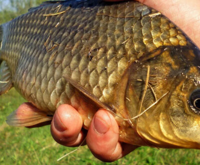 Як ловити карася восени