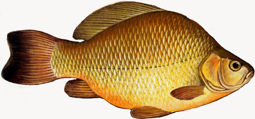 Риба карась Риба карась