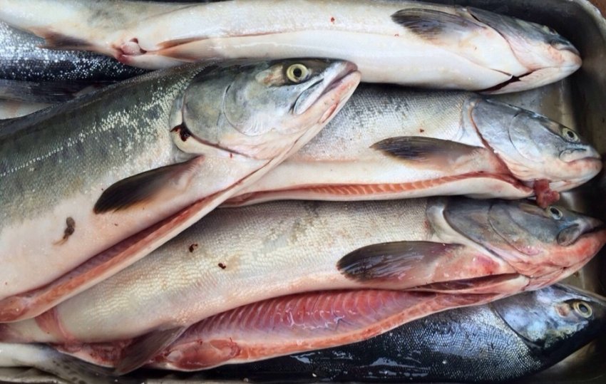 Горбуша для запікання