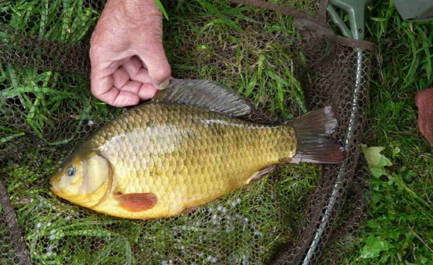 Ловля карася Ловля карася