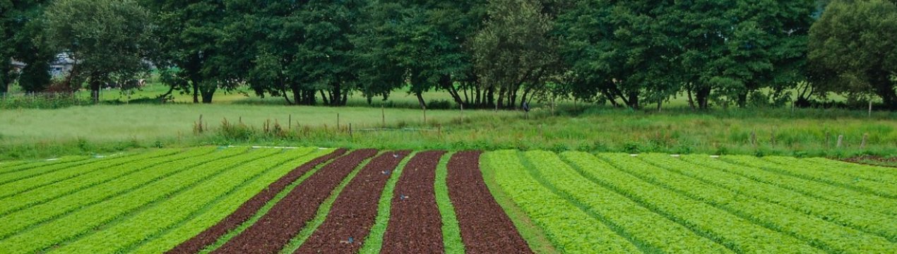 У Луганській області мають намір вирощувати незвичайні культури, які не є типовими для цього регіону