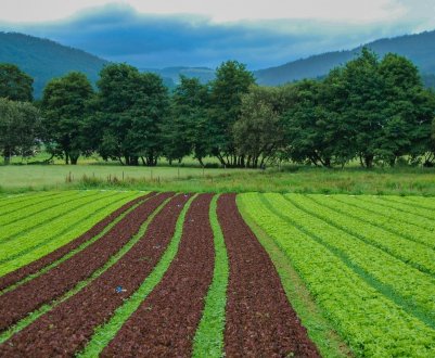 У Луганській області мають намір вирощувати незвичайні культури, які не є типовими для цього регіону