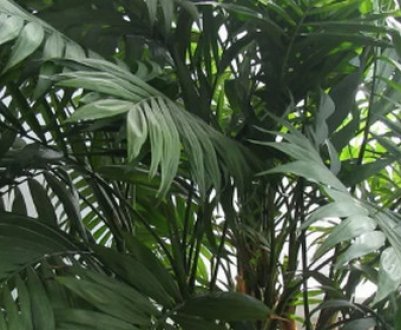 Квітка ховея: догляд в домашніх умовах