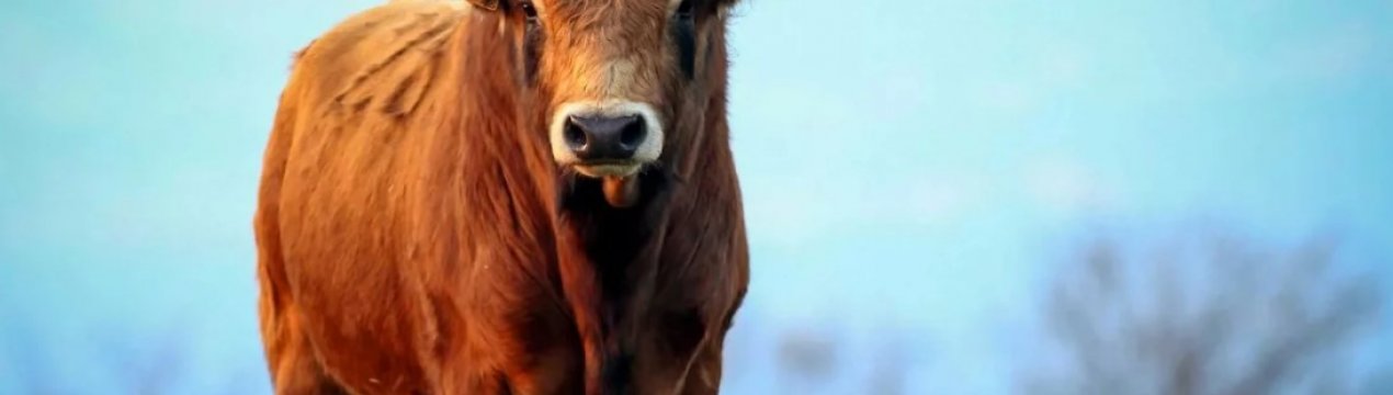 У Удмуртії відкриють ембріональний центр для розвитку сільськогосподарської галузі