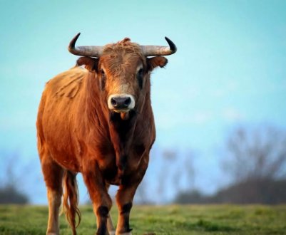 У Удмуртії відкриють ембріональний центр для розвитку сільськогосподарської галузі