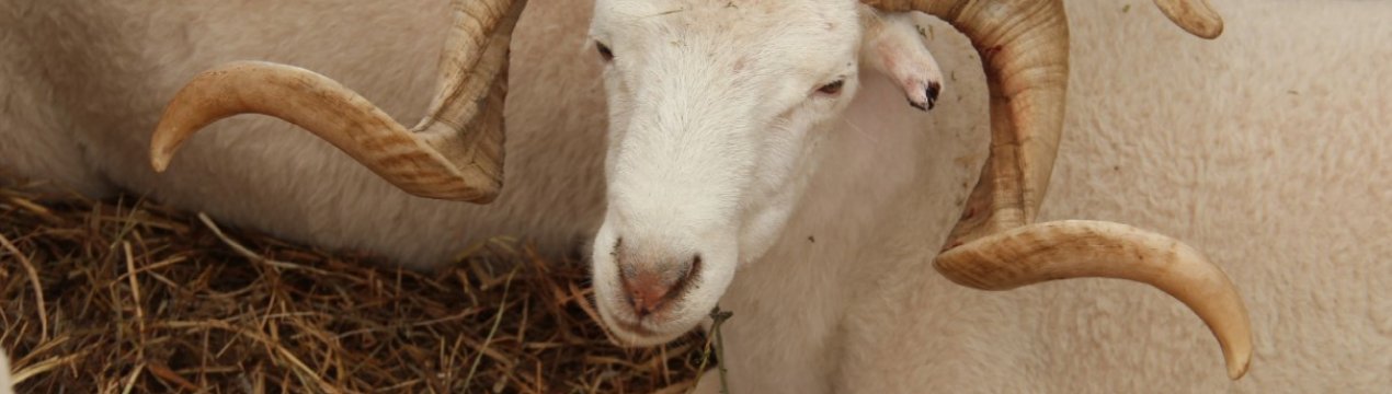 Україні стає все менше вівці і кіз