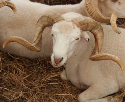 Україні стає все менше вівці і кіз