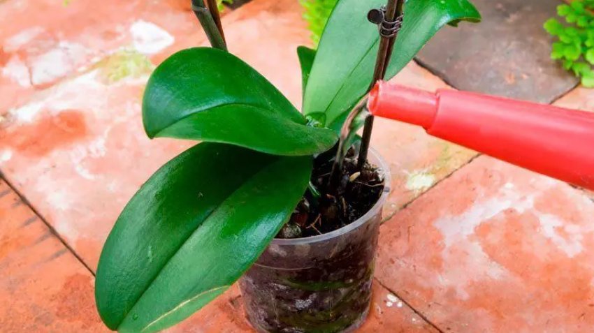 Полив орхідеї фаленопсис