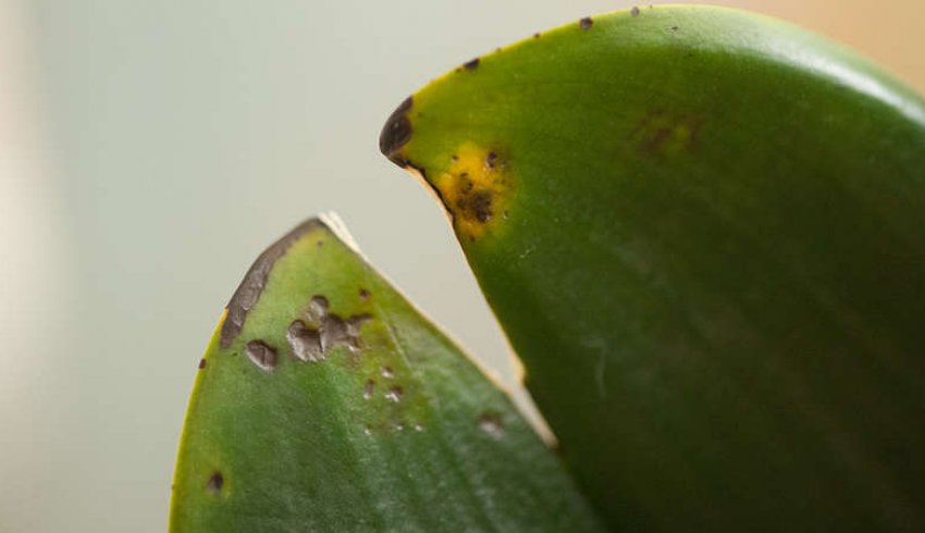 Антракноз фаленопсиса