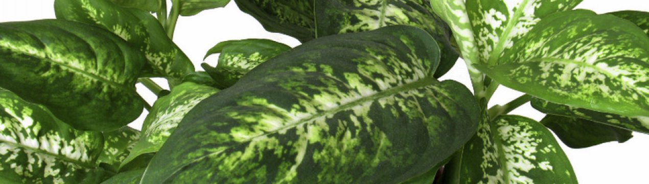 Розмноження і подальший догляд за дифенбахією в домашніх умовах