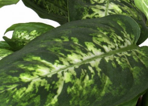 Розмноження і подальший догляд за дифенбахією в домашніх умовах