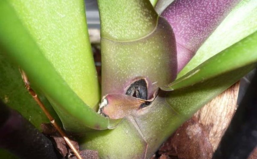 Чорна гниль на фаленопсисе