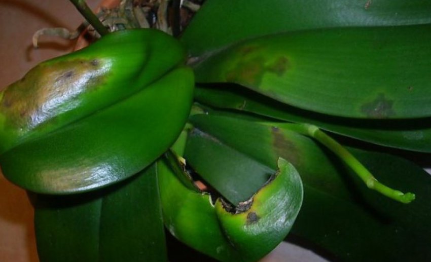 Фітофтороз на фаленопсисе