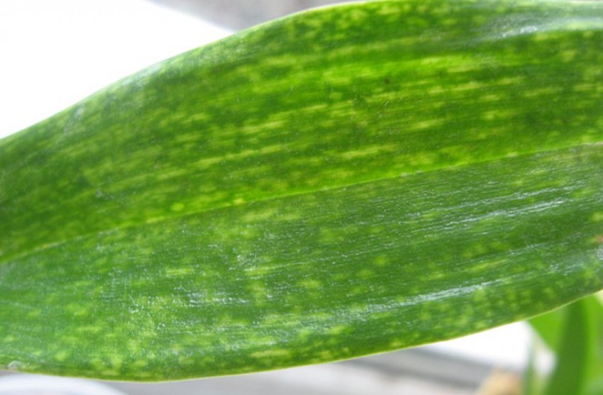 Смуги на листках фаленопсиса