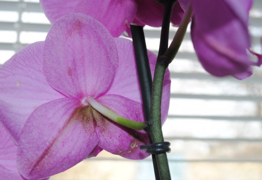 Вірус мозаїки на фаленопсисе