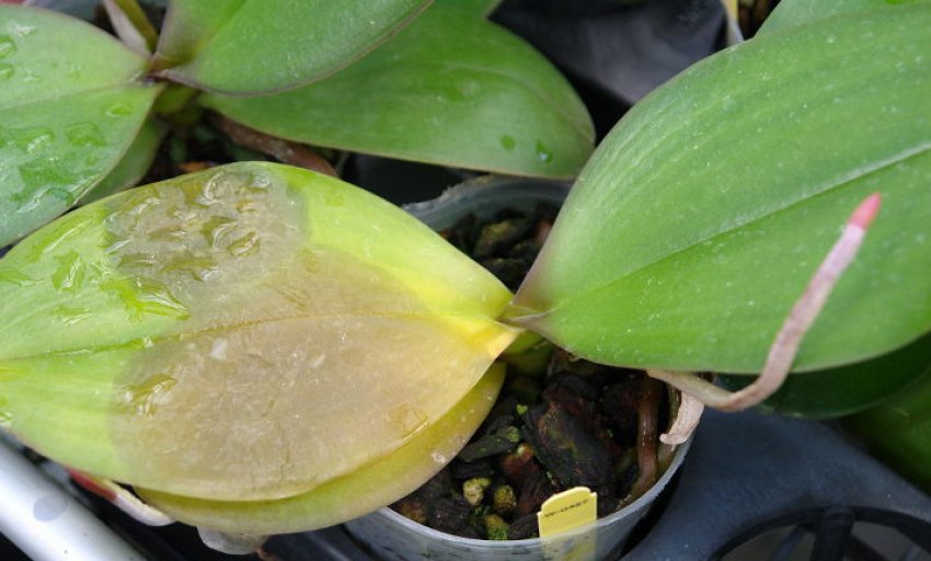 Мокра бактеріальна гниль