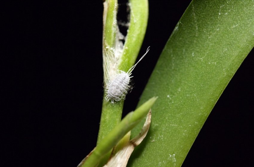 Борошнистий червець