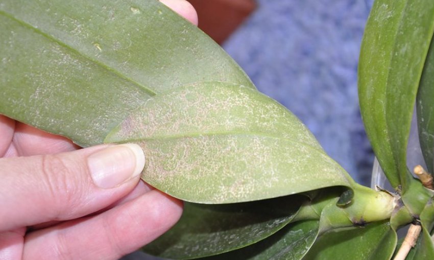 Кліщі на орхідеях