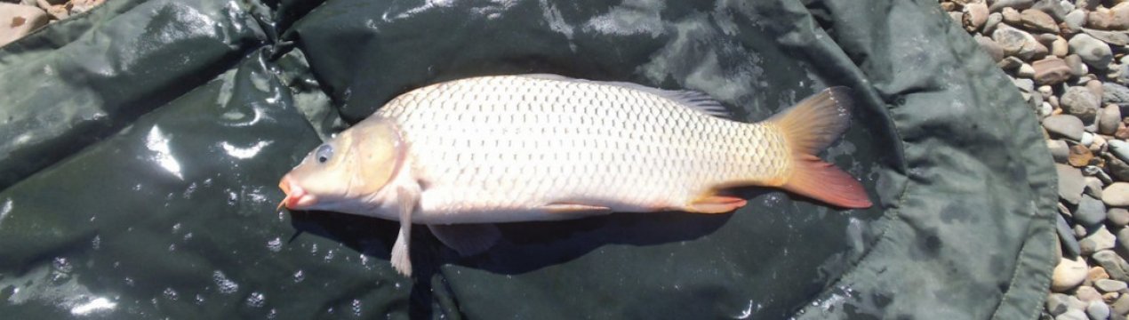 Снасть на амура своїми руками, її монтаж і ловля на донку