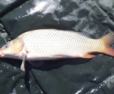 Снасть на амура своїми руками, її монтаж і ловля на донку