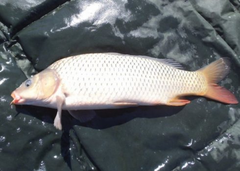 Снасть на амура своими руками, её монтаж и ловля на донку