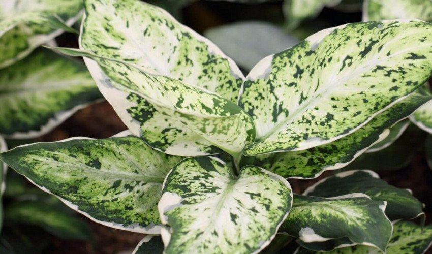 Розмноження диффенбахии Розмноження диффенбахии