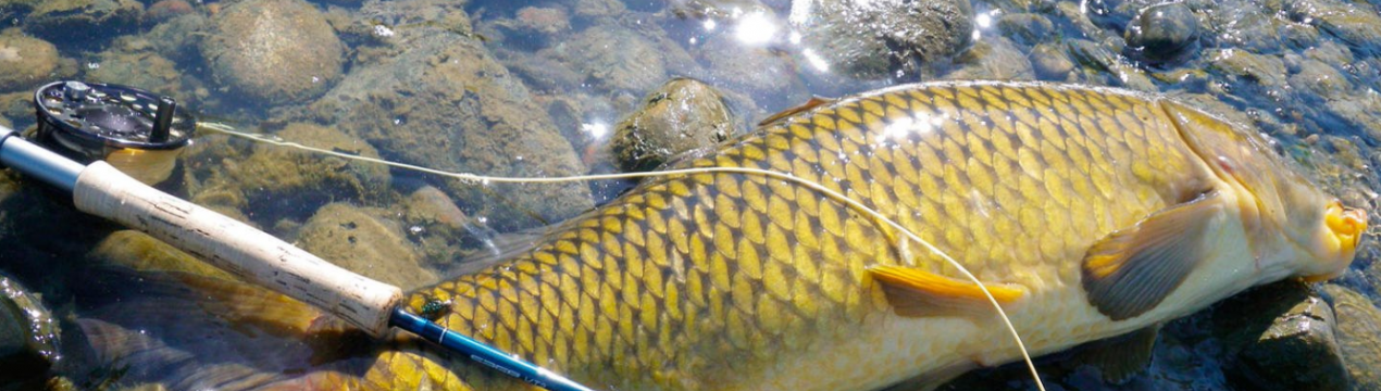 Риболовля на сазана в Московській області