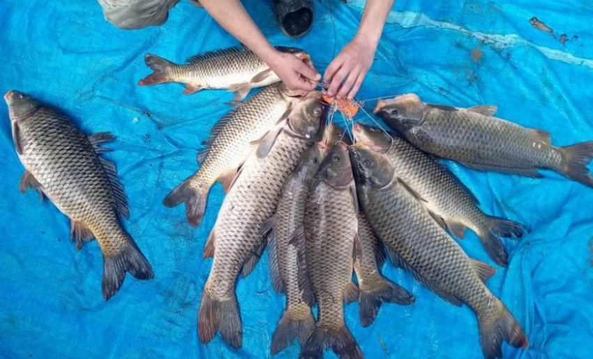 Улов сазана