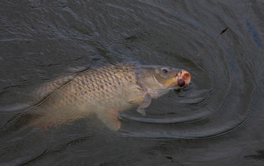 Ловля сазана