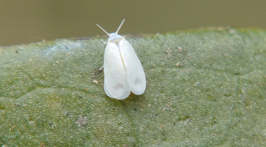 Білокрилки