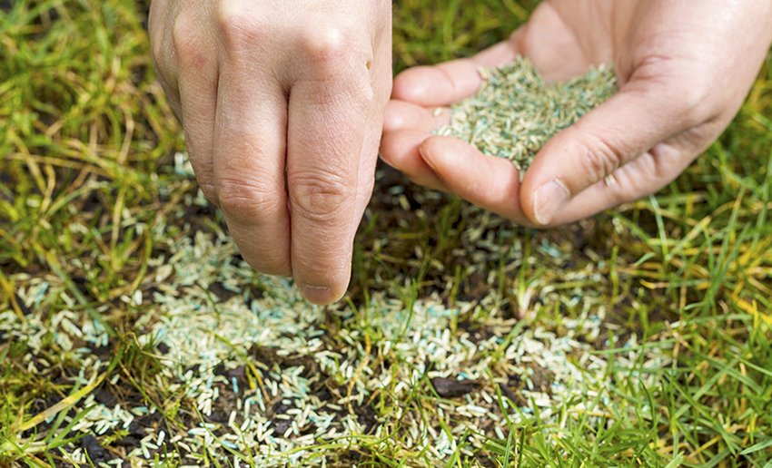 Посів газону