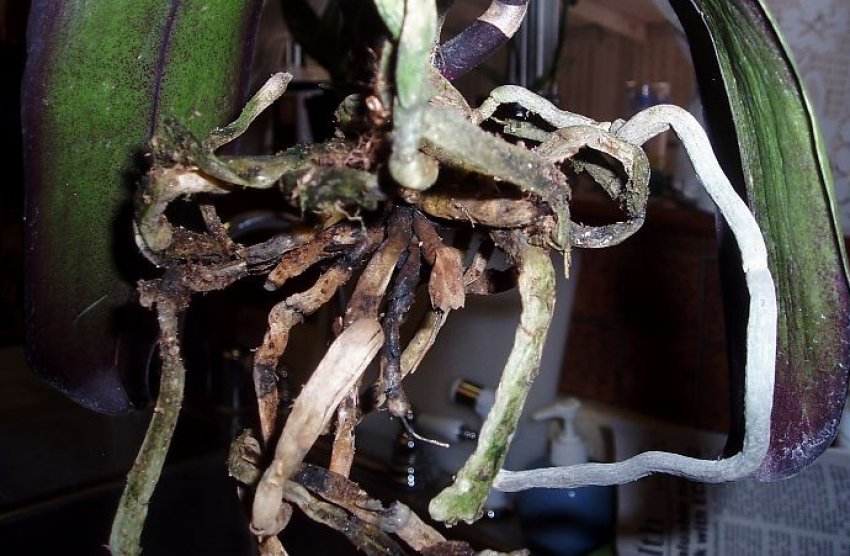 Коренева гниль фаленопсиса