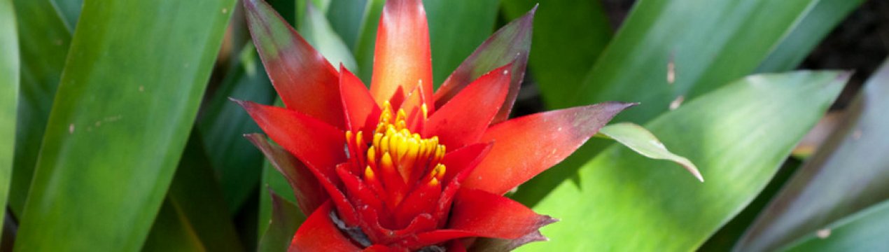 Гузмания язичкова: догляд в домашніх умовах