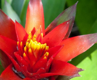 Гузмания язичкова: догляд в домашніх умовах