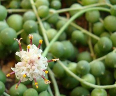 Крестовник Роулі: догляд в домашніх умовах