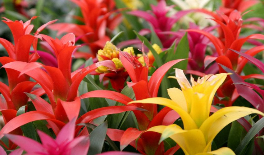 Гузмания язичкова Гузмания язичкова