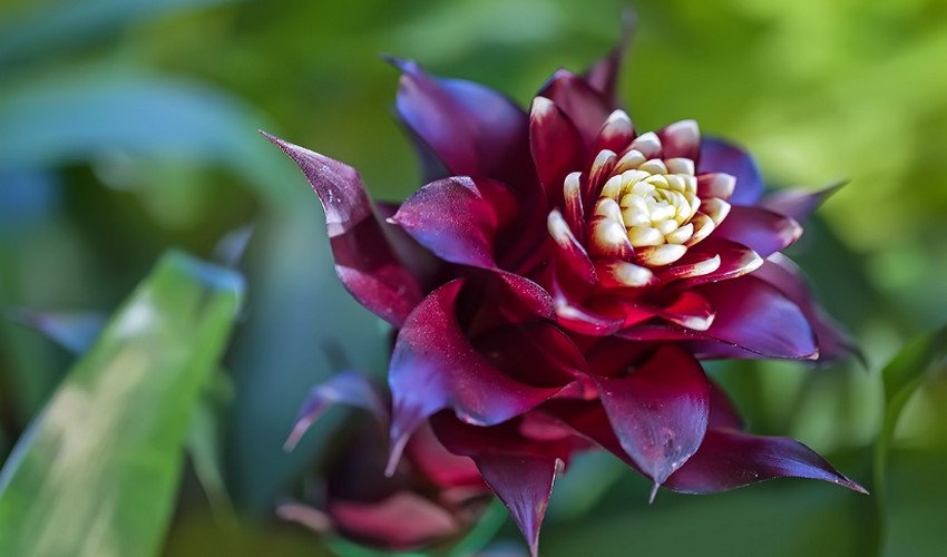 Гузмания язичкова Гузмания язичкова