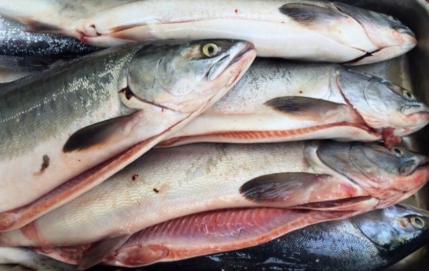 Свіжа горбуша Свіжа горбуша