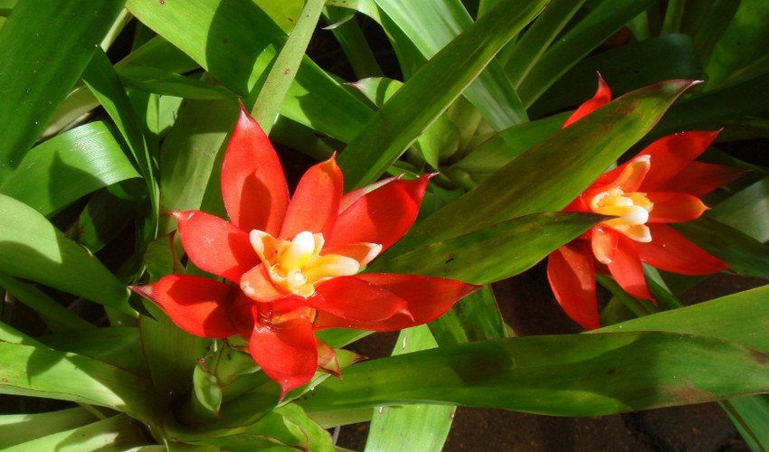 Гузмания язичкова Гузмания язичкова