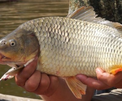 Оснащення для лову сазана на макуху