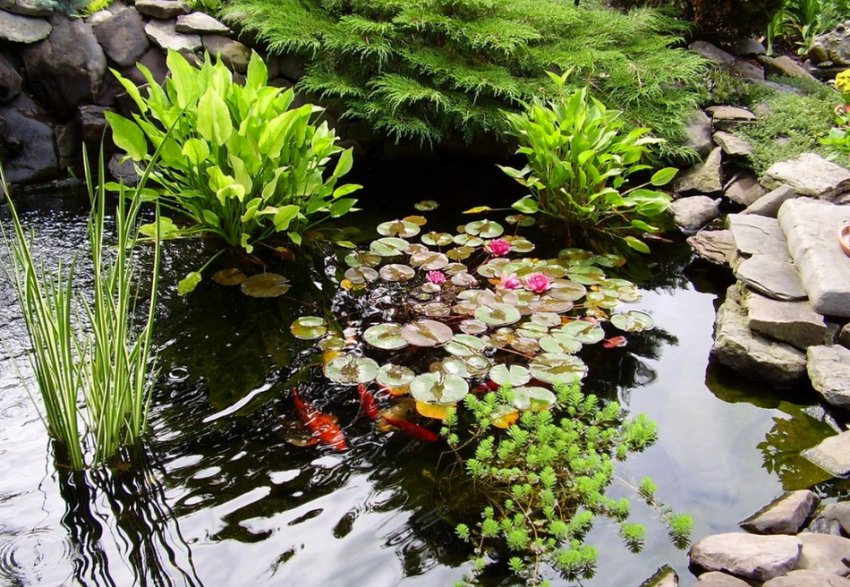 Став і рослини