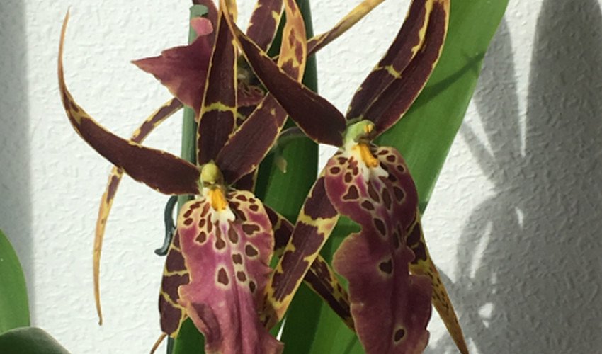 Мильтассия