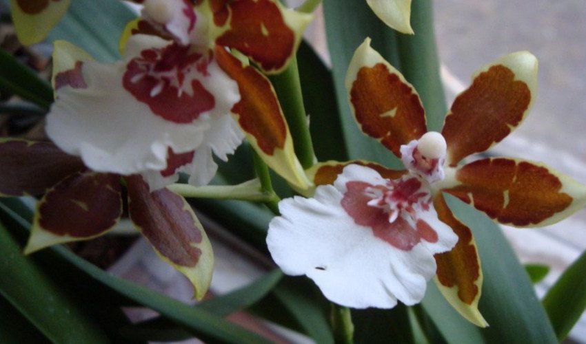 Орхідея камбрія