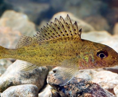 Опис та інші особливості риби йорж