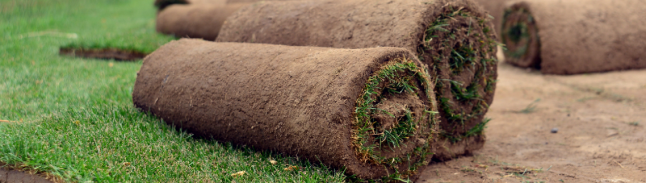 Опис, застосування та склад травосуміші для універсальної газонної килимівки