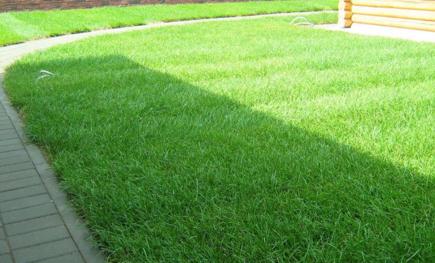 Універсальний рулонний газон